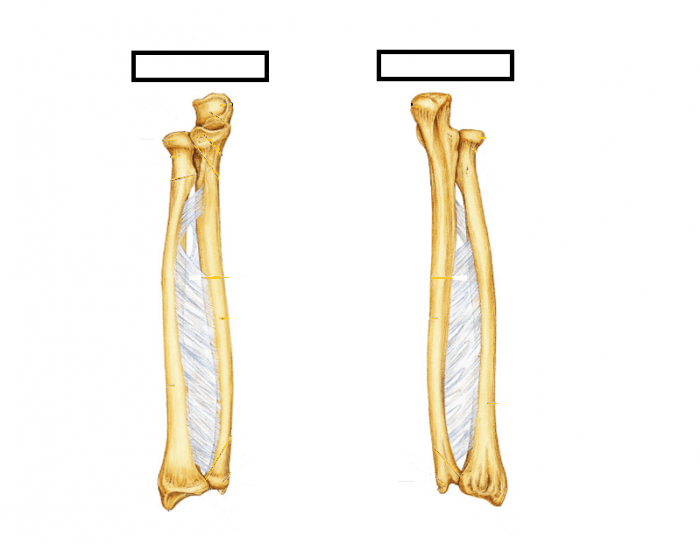 Labeling Radius and Ulna — Printable Worksheet