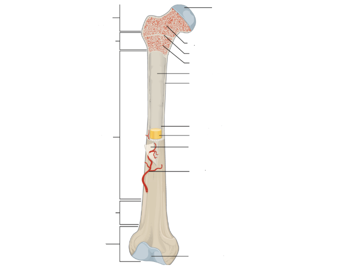 Bone Structure Quiz