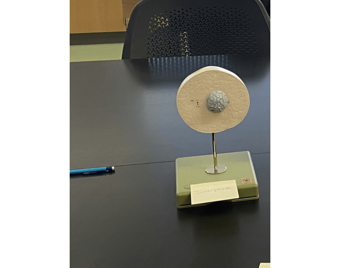 mitotic phase Quiz Biology Diagrams