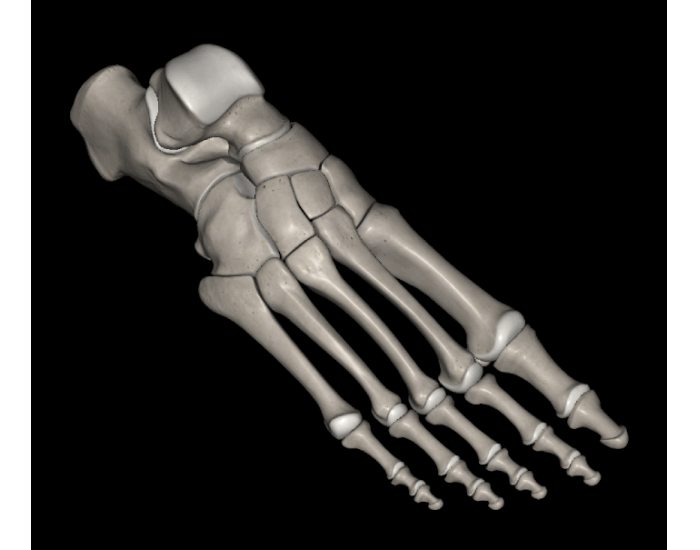 Bones of the Foot & Ankle Quiz