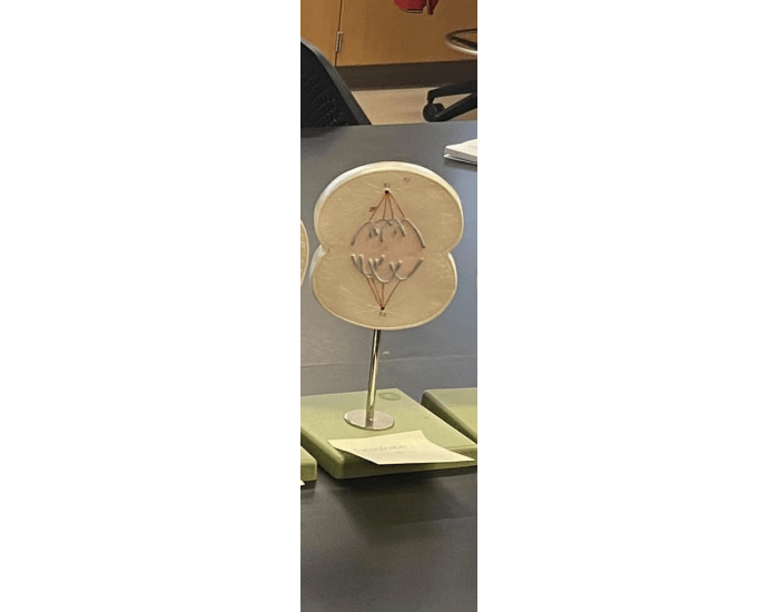 mitotic phases Quiz Biology Diagrams