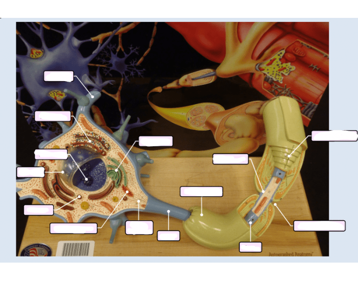 Neuron Cell Work Sheet.pdf neuron cell and backboard — Printable Worksheet