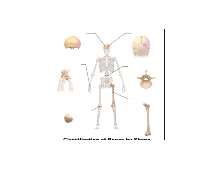 classification of bone by shape — Printable Worksheet