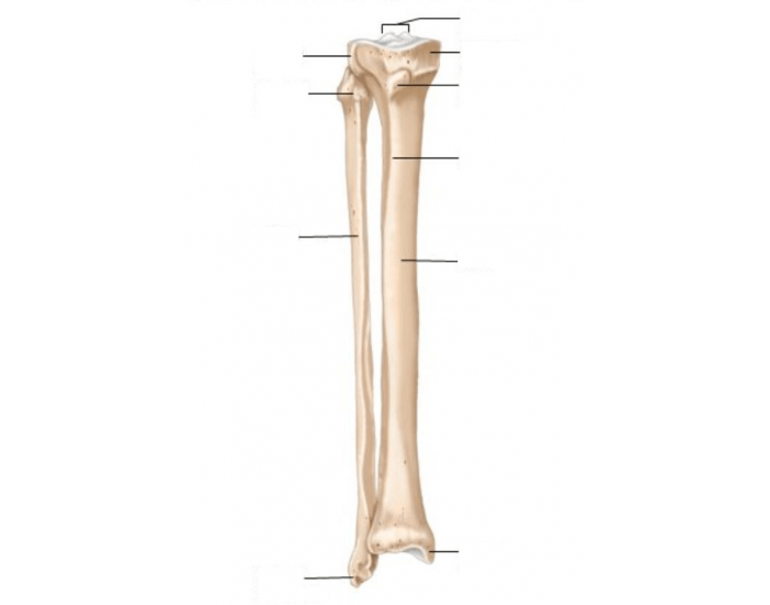 Ch. 7: Skeleton - Tibia and Fibula — Printable Worksheet