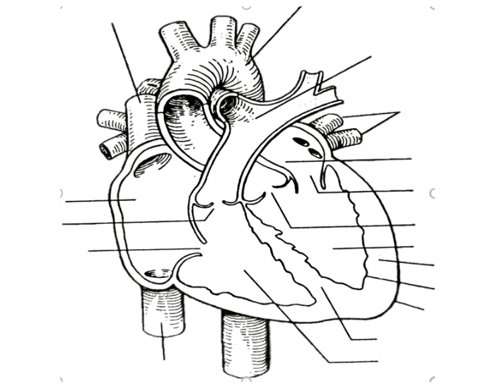 HP Heart Labeling Printable Worksheet