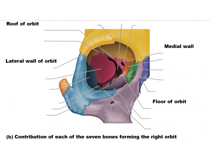 Jugb Animated Orbit (Anterior) Quiz