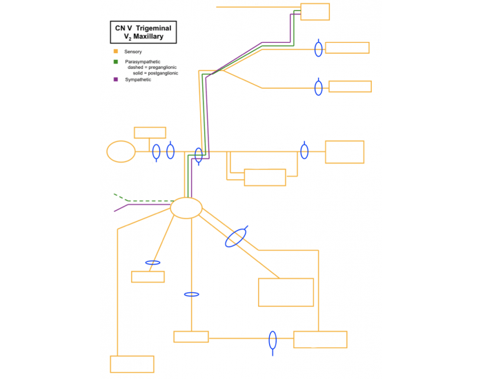 V2 pathway Quiz