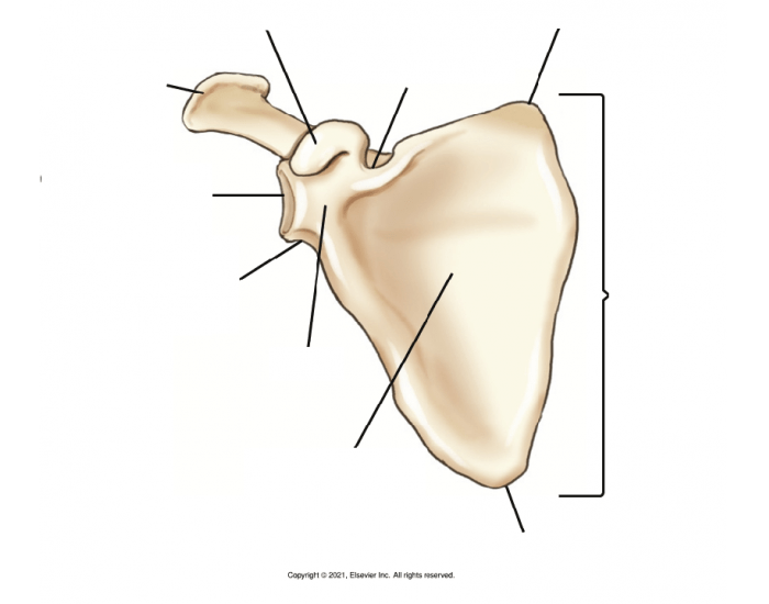 Ap Labeling AP scapula labeling Quiz