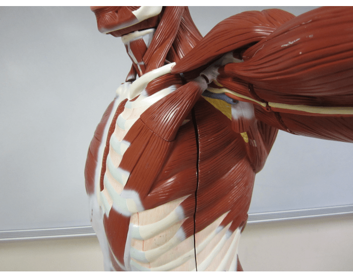 Axillary Region Muscles Quiz