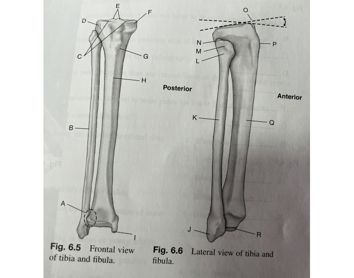 Frontal view of tibia and fibula Quiz