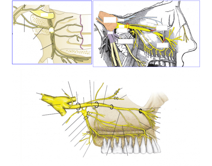 Cnv2 Path Maxillary nerve CNV2 — Printable Worksheet