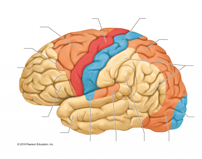 Cerebral Cortex Worksheet Regions of Cerebral Cortex — Printable Worksheet