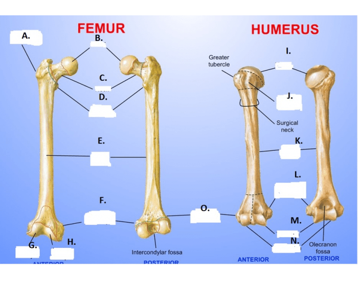 Femoral and humeral anatomy labeling — Printable Worksheet