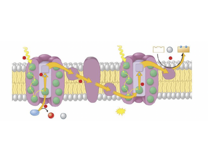light reaction of photosynthesis