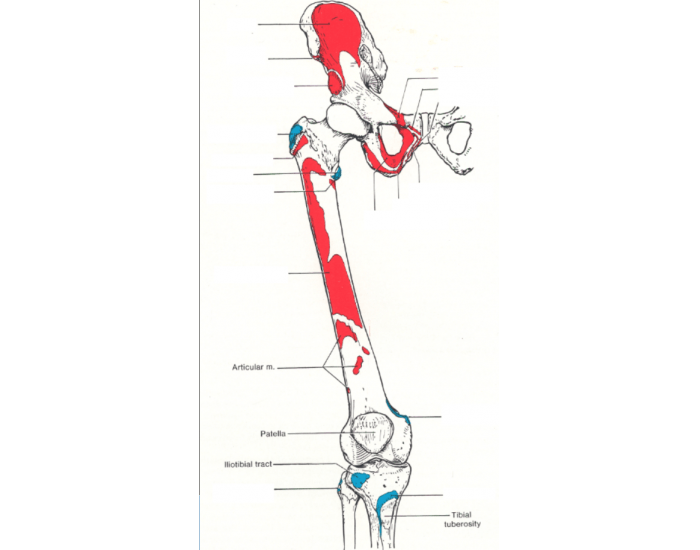 Anterior Thigh Origins Insertions Quiz