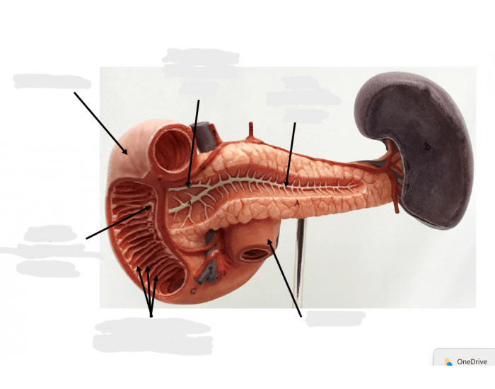 Anatomy of the duodenum-pancreas complex Quiz