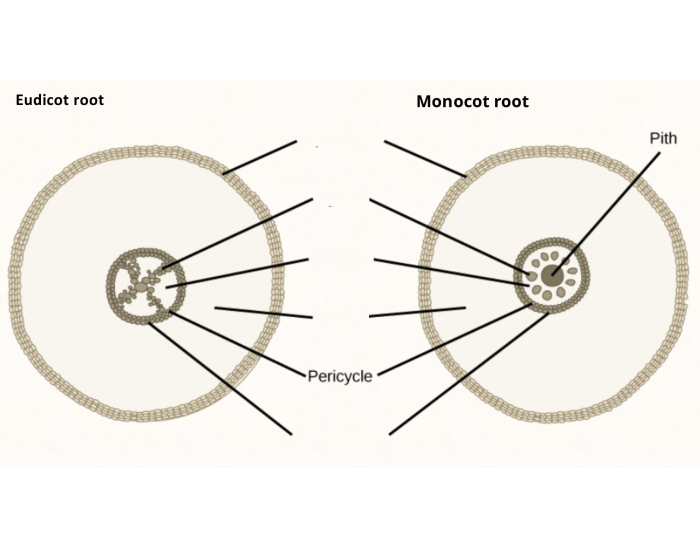 Root Structure Quiz