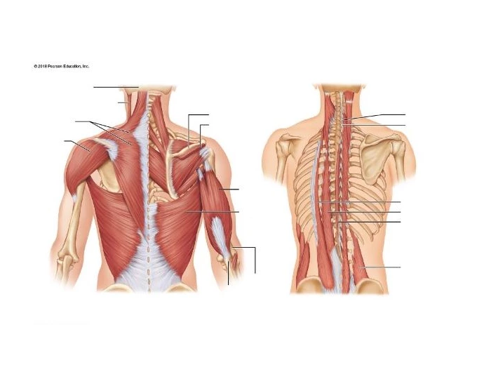Deep Trunk deep trunk muscle diagram Quiz