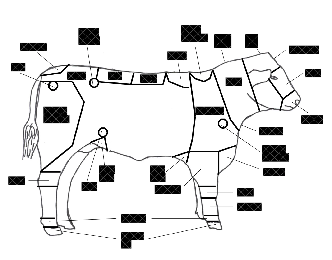 Beef Anatomy Quiz Beef anatomy quiz