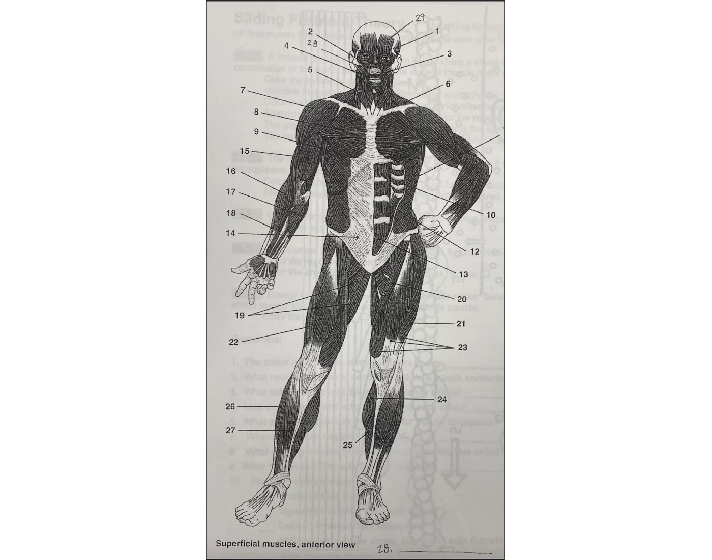 Anatomy Muscular System Labeling Quiz