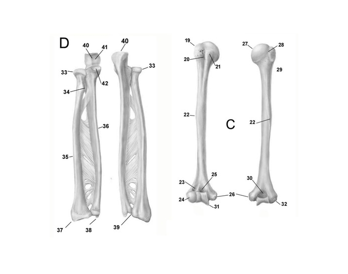 humerus, ulna, radius labeling — Printable Worksheet