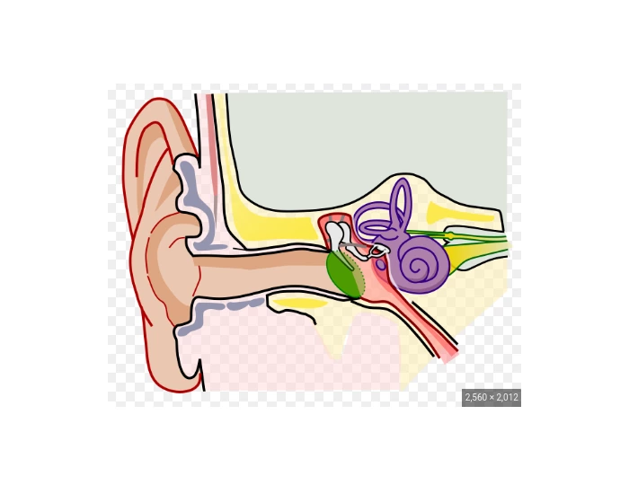 Ear Diagram Simple Printable Worksheet