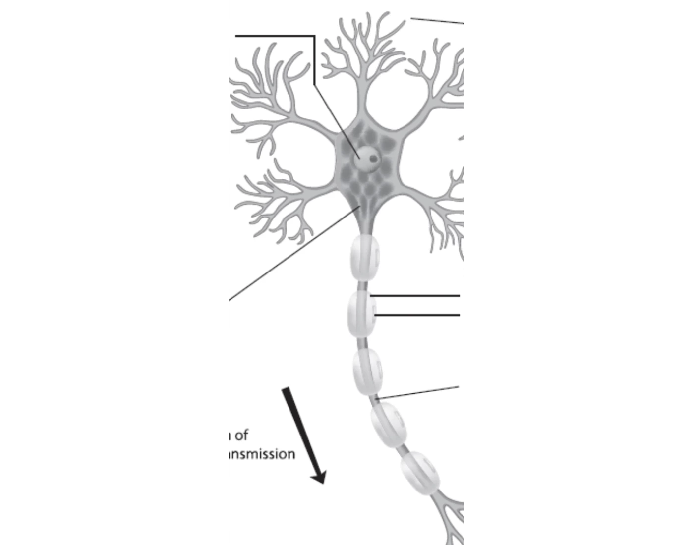 neuron labeling anatomy 1 practical 4 Quiz