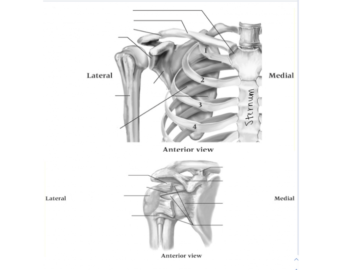 Shoulder Bone Anatomy Quiz