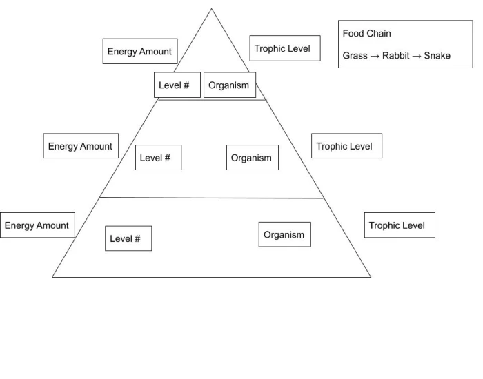 Trophic Pyramid — Printable Worksheet