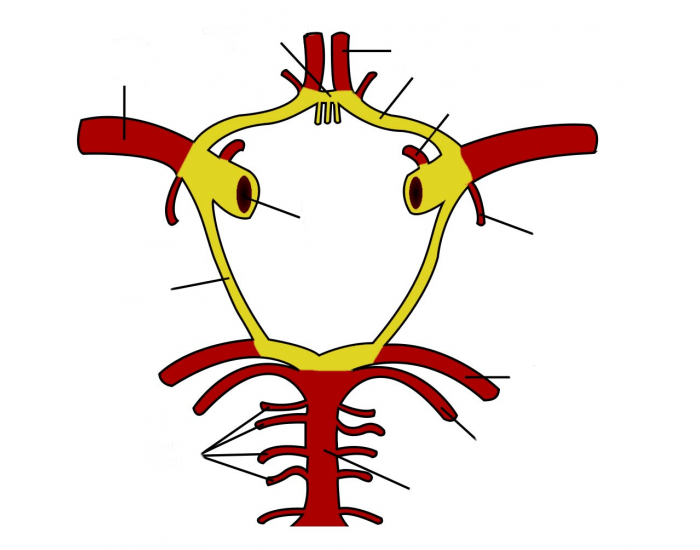 Circle of Willis Diagram Quiz