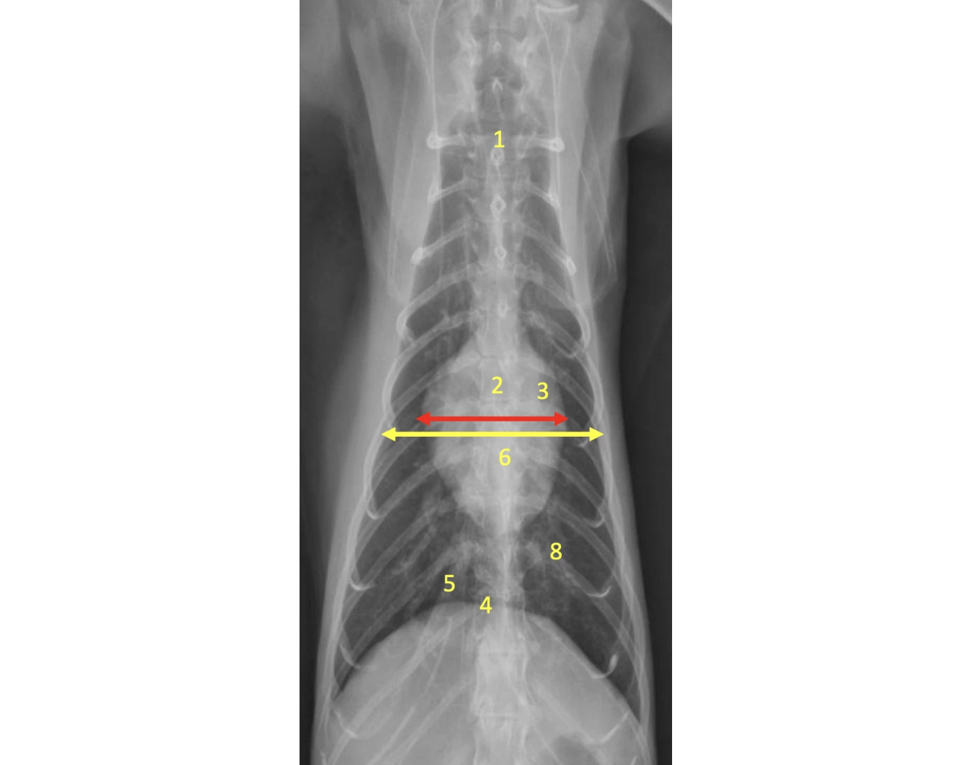 Thorax Rads VD Feline Thorax Anatomy - Radiology Quiz