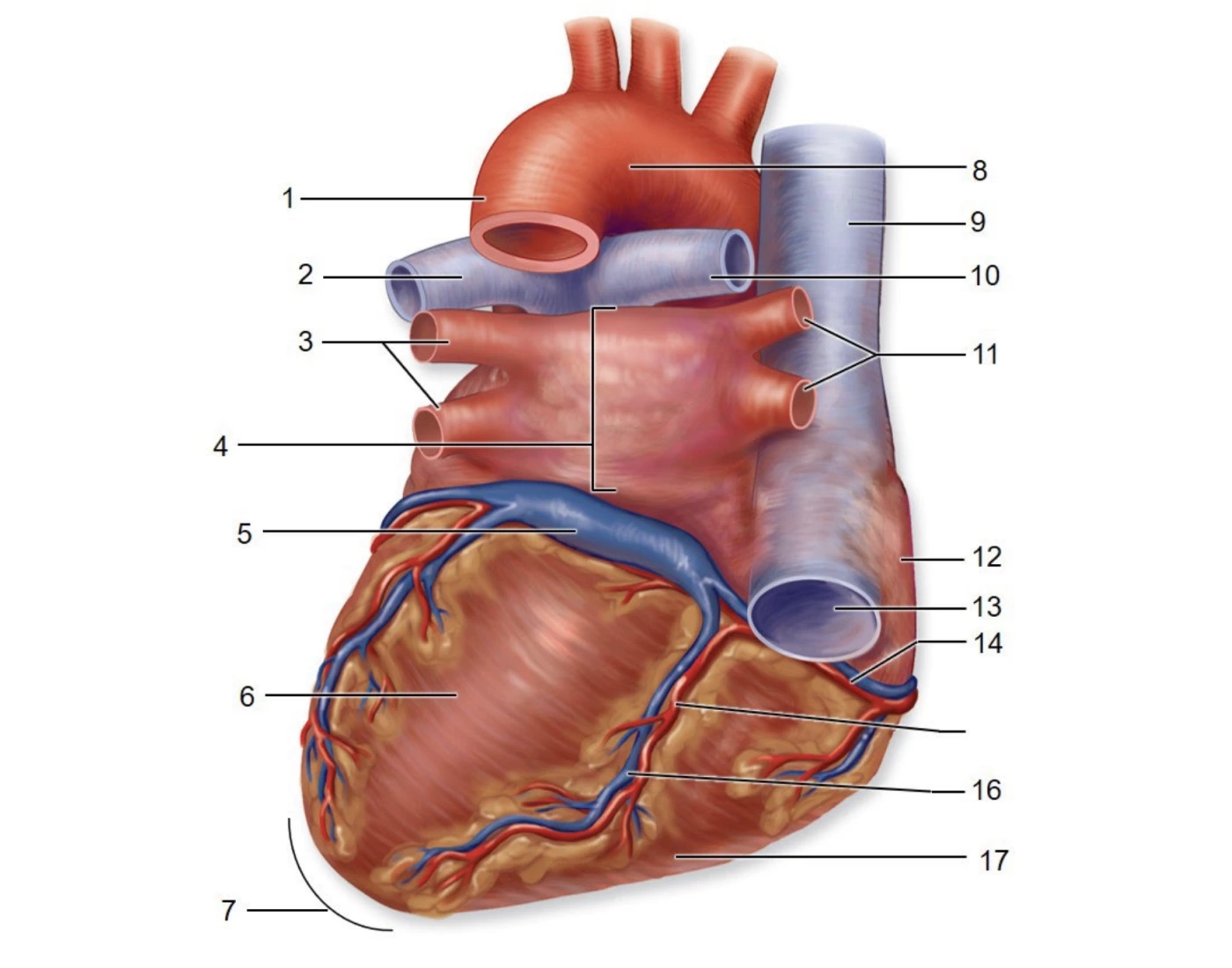Posterior External Anatomy Of The Heart Printable Worksheet posterior-external-anatomy-of-the-heart-printable-worksheet