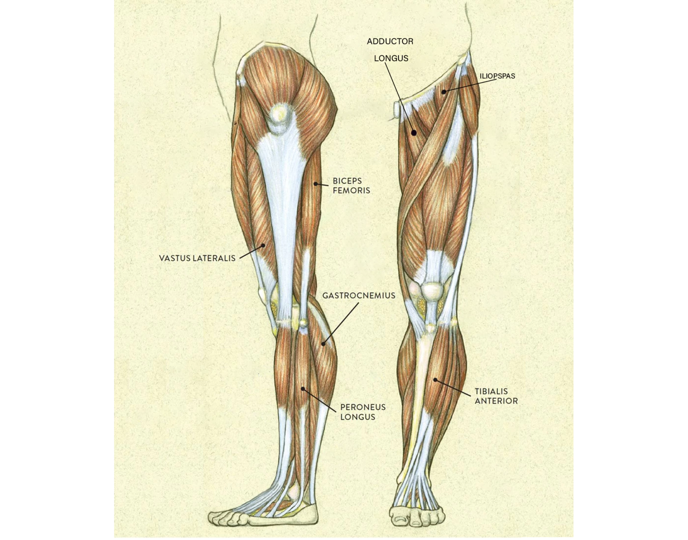 Leg Root Leg Muscles - Spinal Nerve Root Innervations Quiz