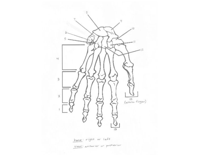 Hand Labeling Worksheet Hand labeling practice Quiz