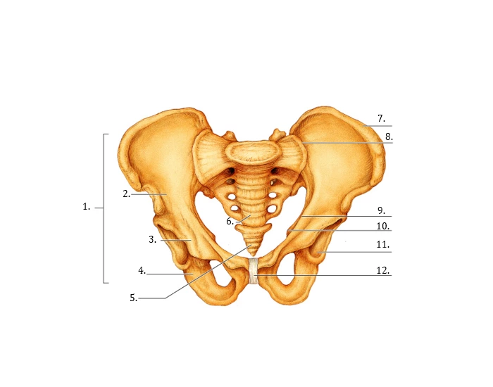 Pelvis Skeletal Diagram Quiz Pelvis Skeletal Diagram Quiz