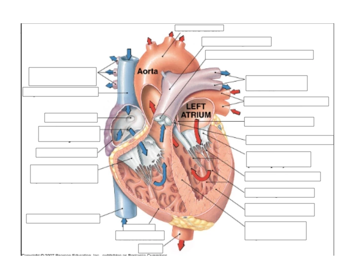Heart Labeling Practice Anatomy 1 - Heart labeling Quiz