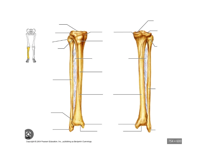 Tibia Fibula - Anatomy 5 — Printable Worksheet