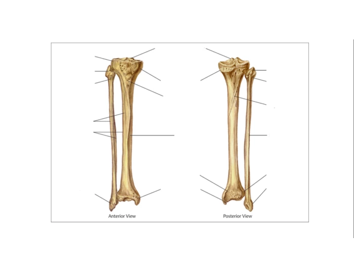 Tibia and Fibula Quiz