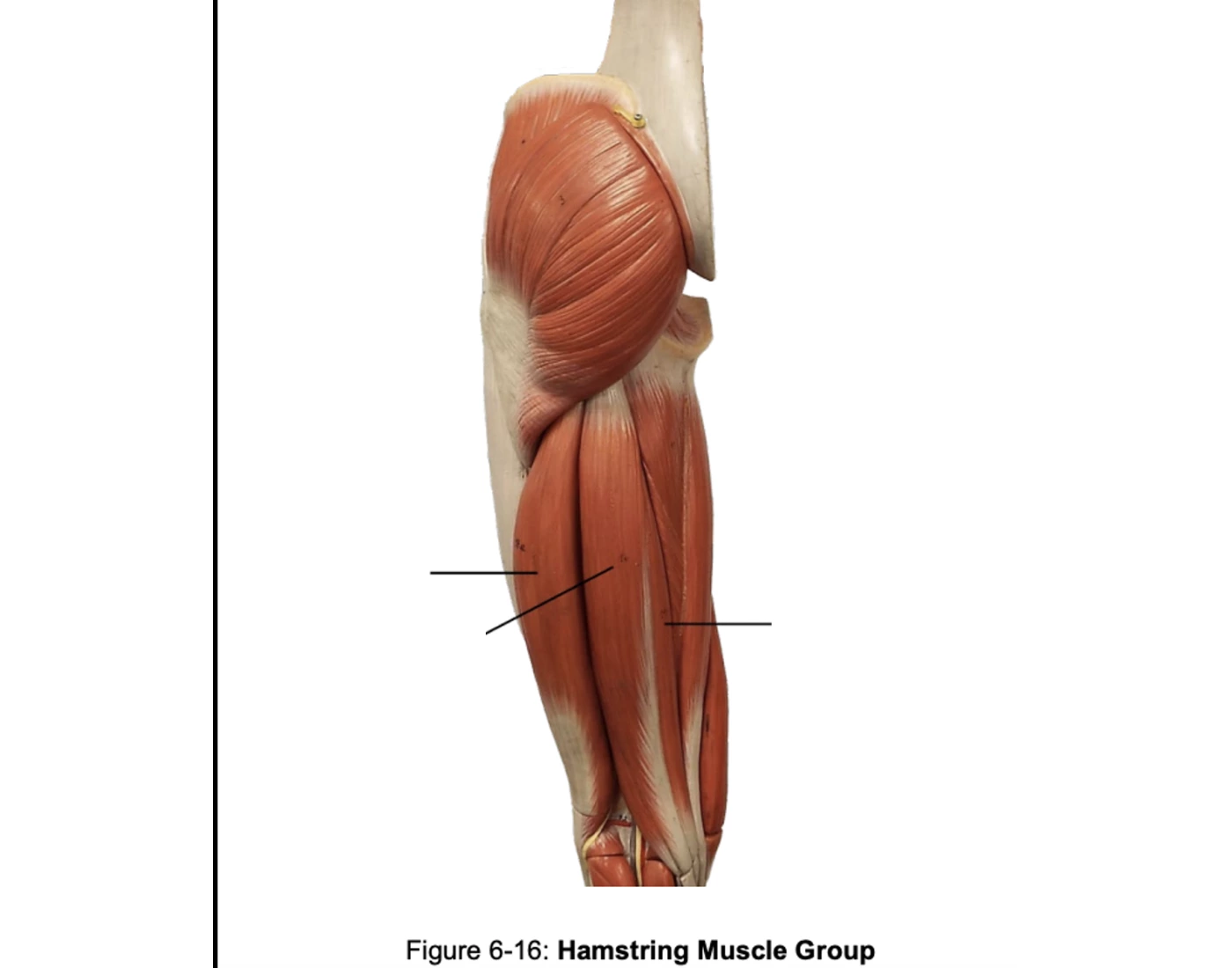 Hamstring Muscles Group Quiz