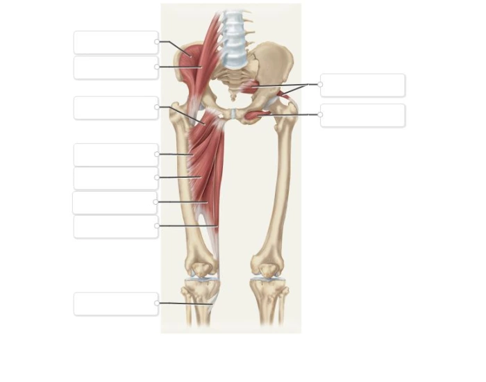 Muscles of Femur and Hip Quiz