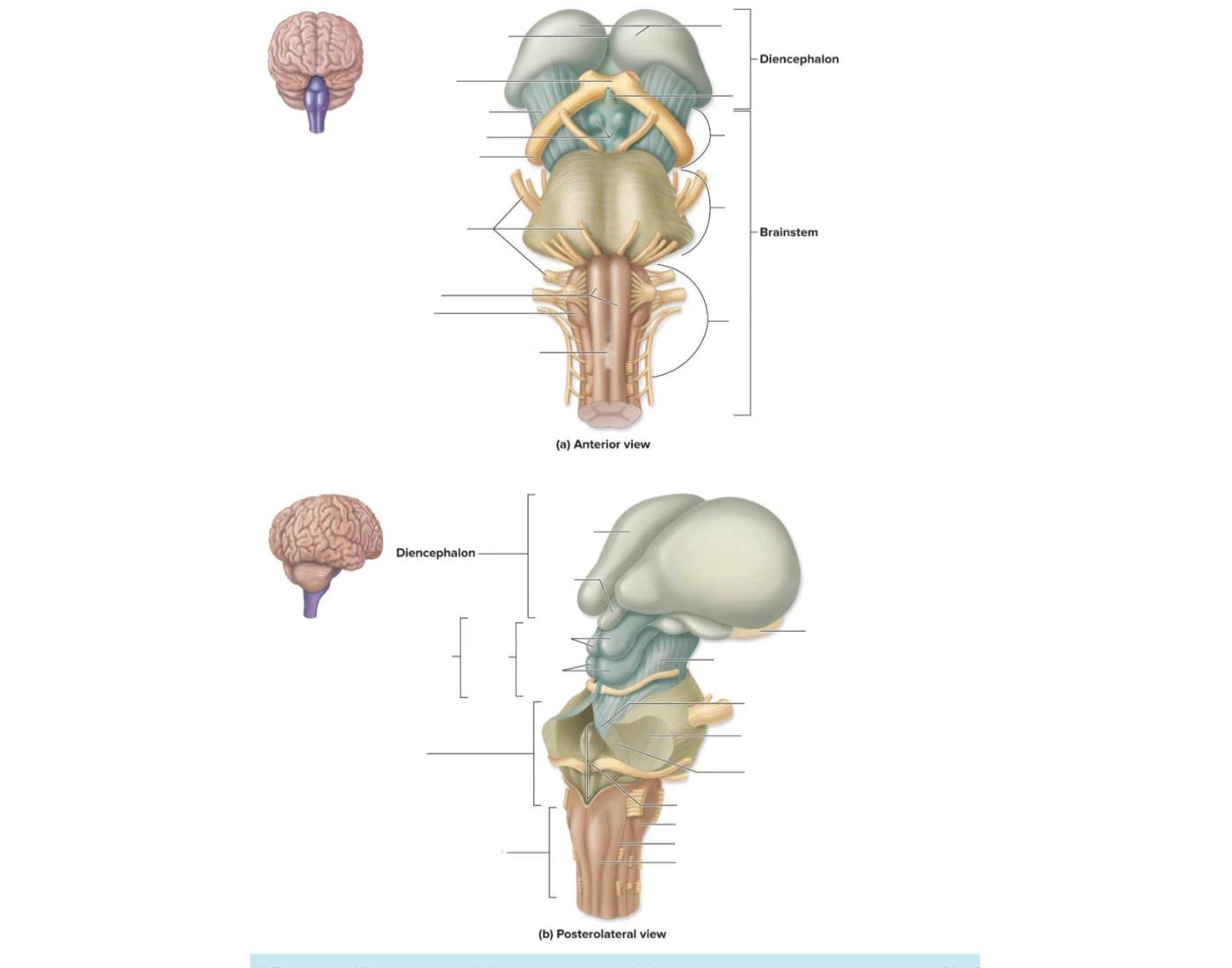 brain-stem-quiz