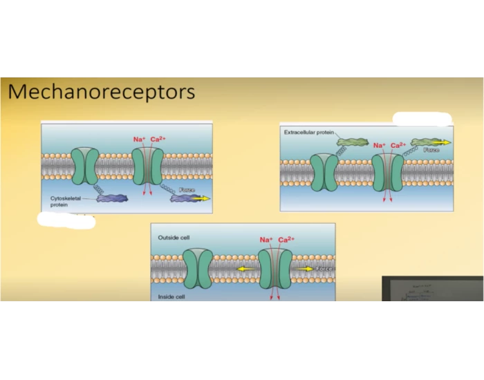 Mechanoreception Pathway Mechanoreceptor mechanism Quiz