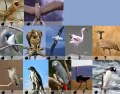 Superlative Birds (Animals Series)