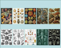 Haeckel's Artforms of Nature (part 1)