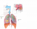 Human Respiratory System (Advanced)