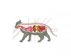 Internal anatomy of a cat
