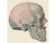 skull lateral