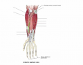 Muscles of the Anterior (palmar) Forearm