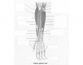 Muscles of Ventral Forearm