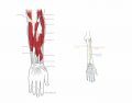 Muscles of the Posterior Forearm